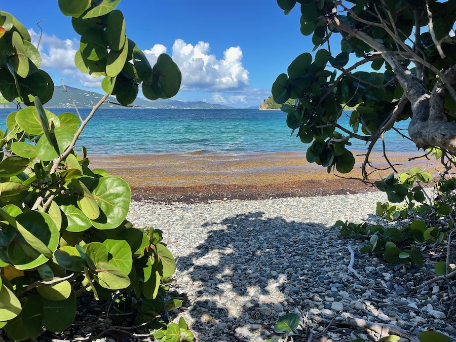 Sargassum Seaweed Is It Affecting St. John? Explore STJ