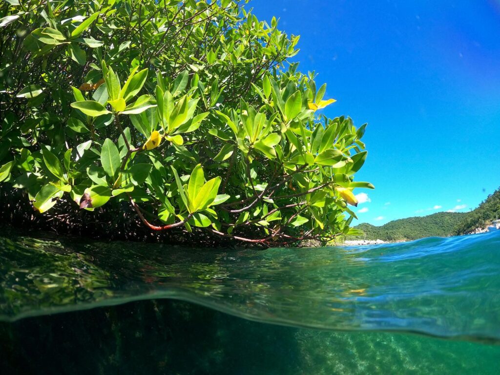 Island Roots Island Roots Boat Charters: New Offerings & Discounted Rates ...